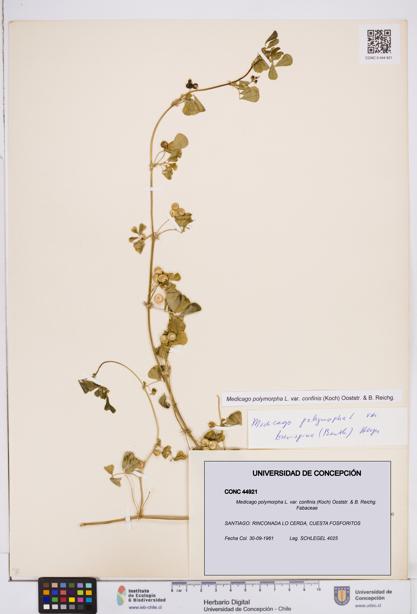 Medicago polymorpha var. confinis [Espécimen: ]