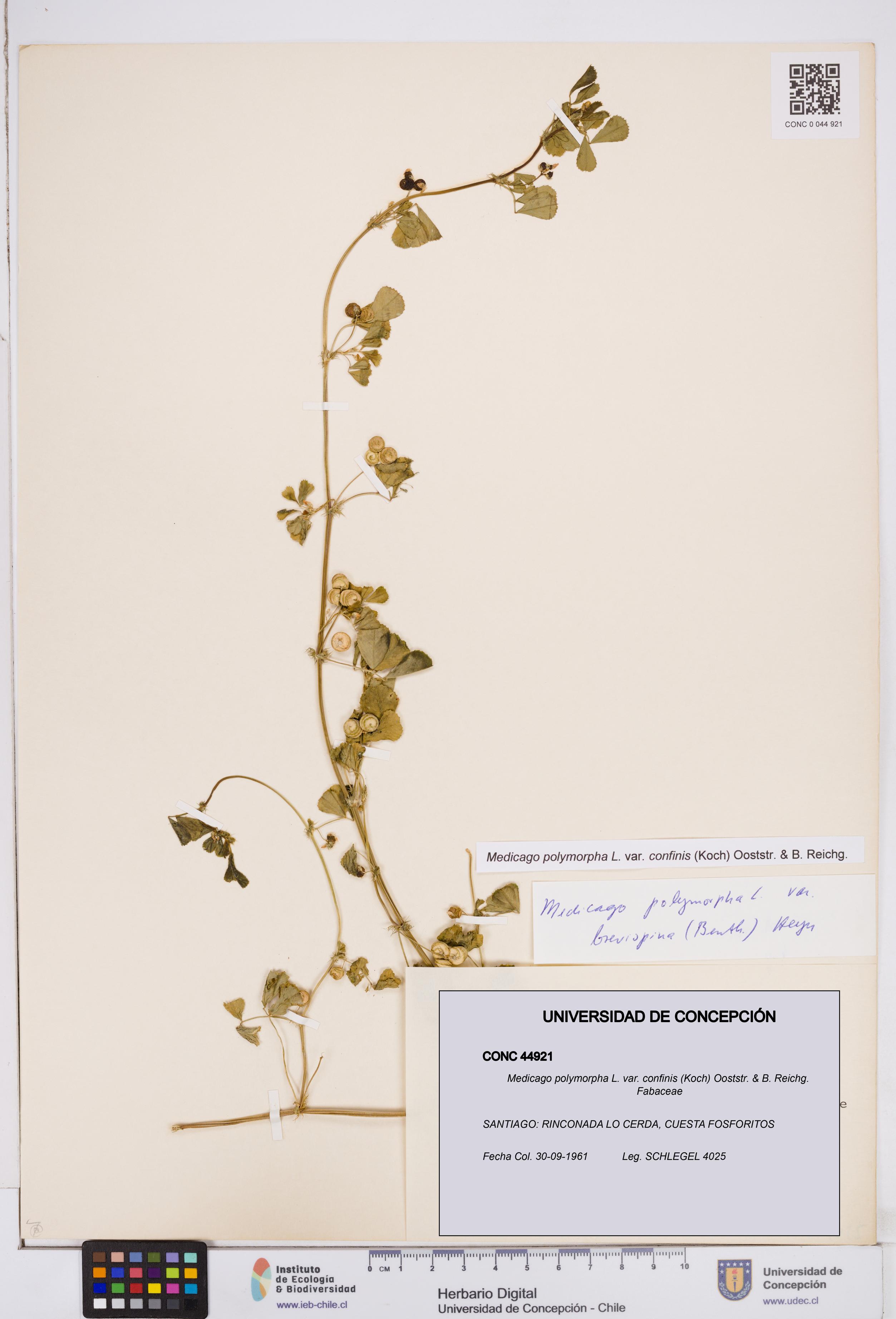 Medicago polymorpha var. confinis [Espécimen: ]