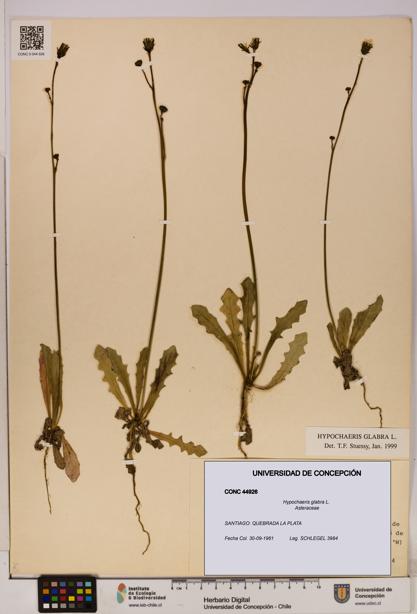 Hypochaeris glabra [Espécimen: UDEC:CONC:0044926]