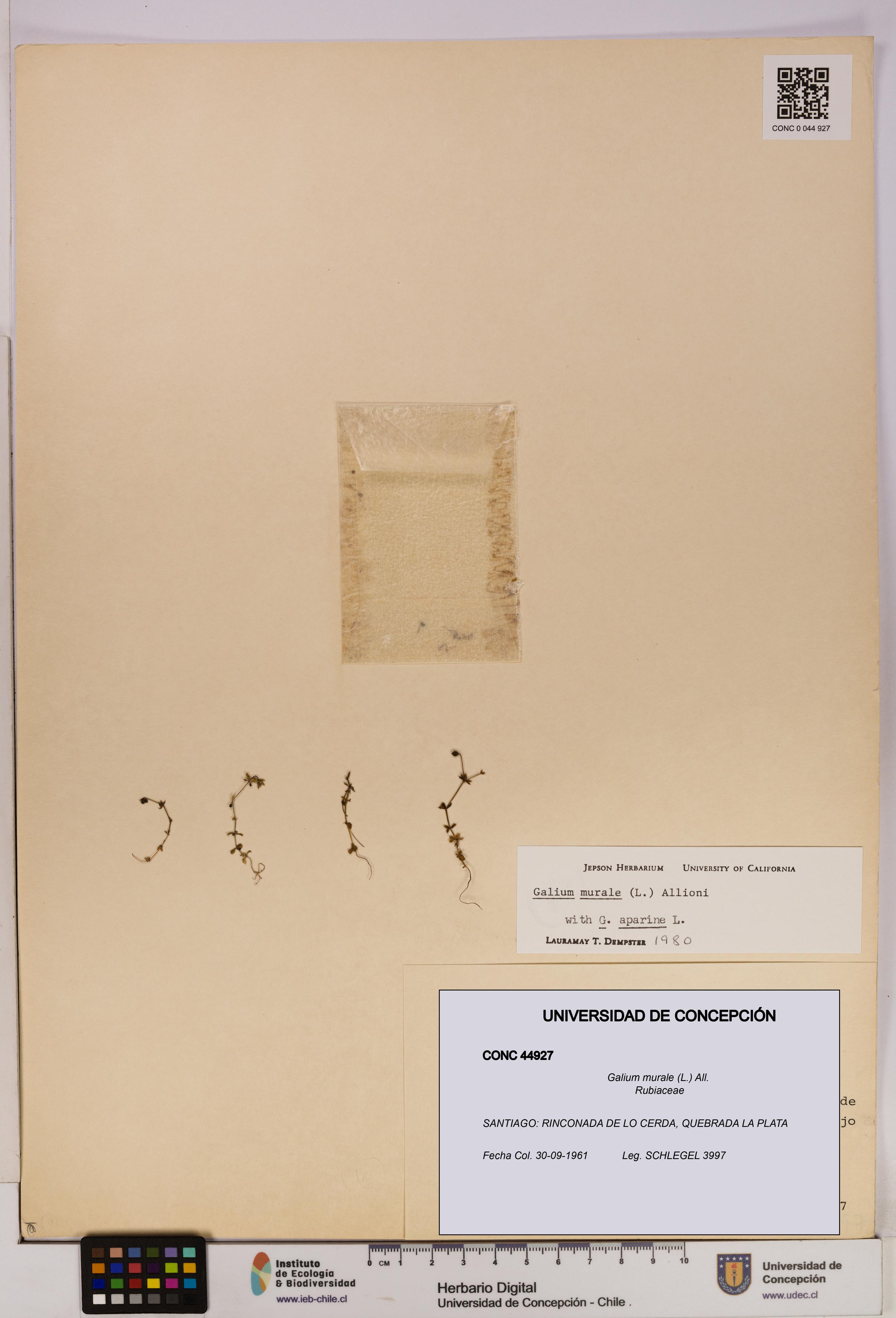 Galium murale [Espécimen: UDEC:CONC:0044927]