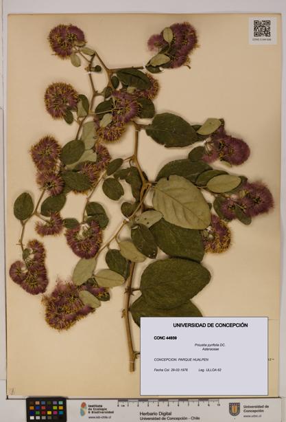 Proustia pyrifolia [Espécimen: UDEC:CONC:0044939]