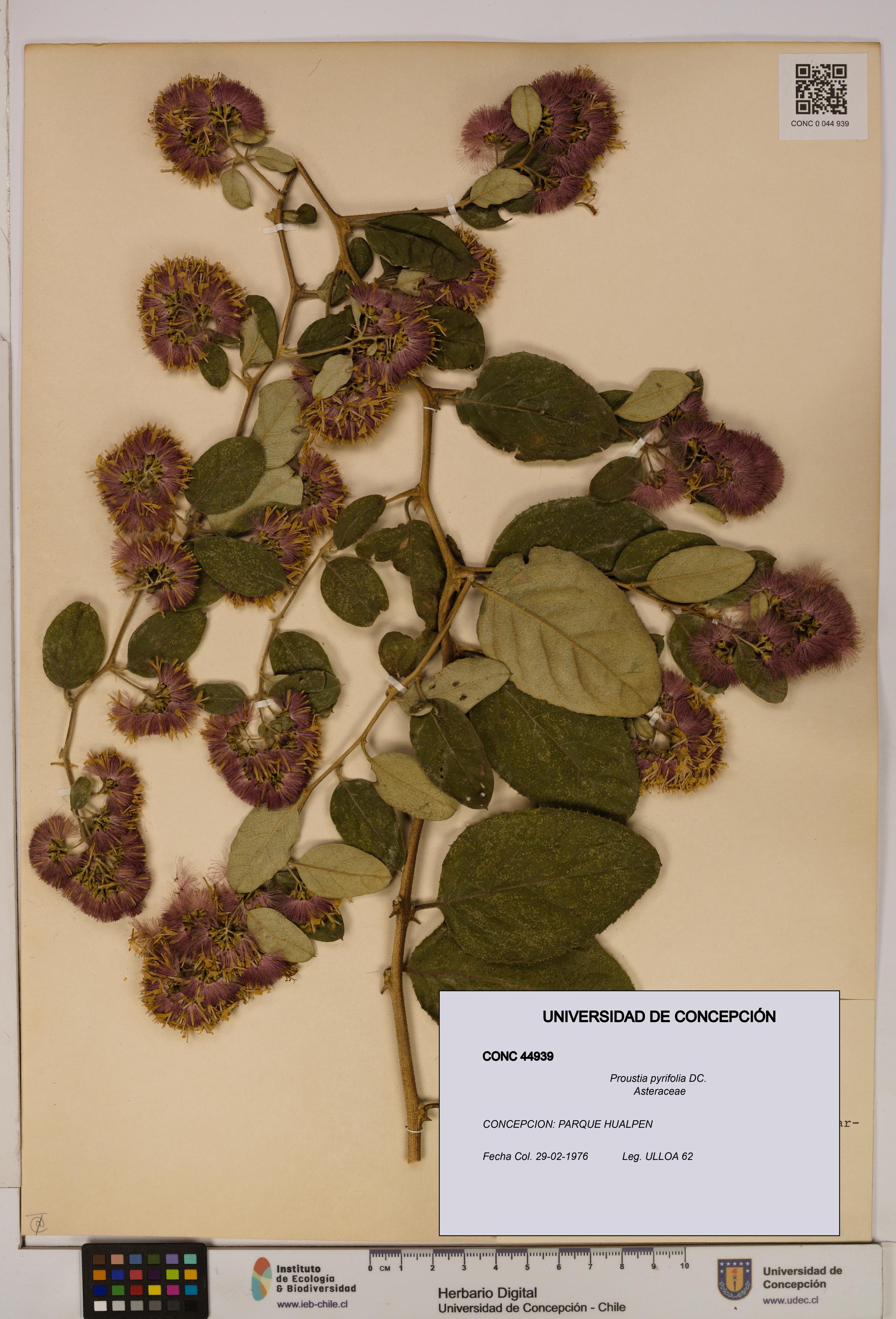 Proustia pyrifolia [Espécimen: UDEC:CONC:0044939]