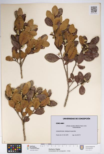 Lithraea caustica [Espécimen: UDEC:CONC:0044941]