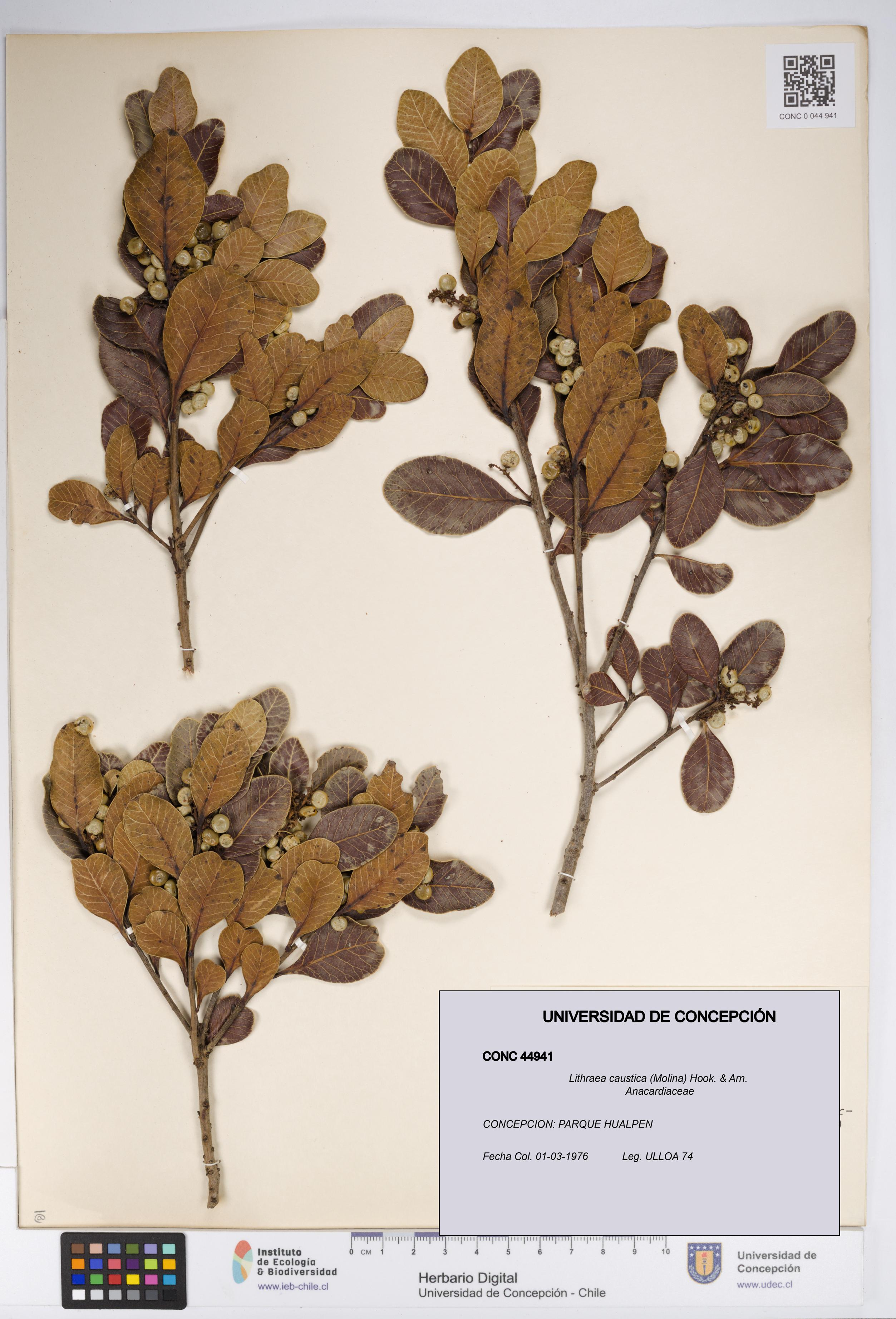 Lithraea caustica [Espécimen: UDEC:CONC:0044941]