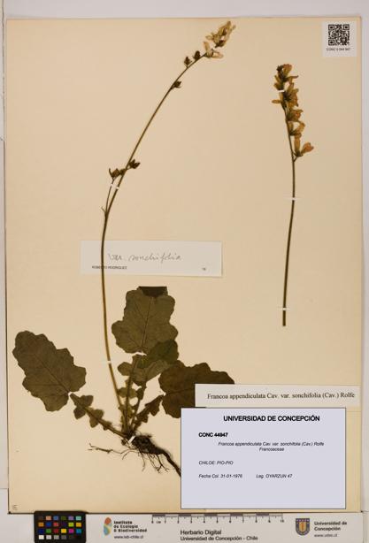 Francoa appendiculata [Espécimen: ]