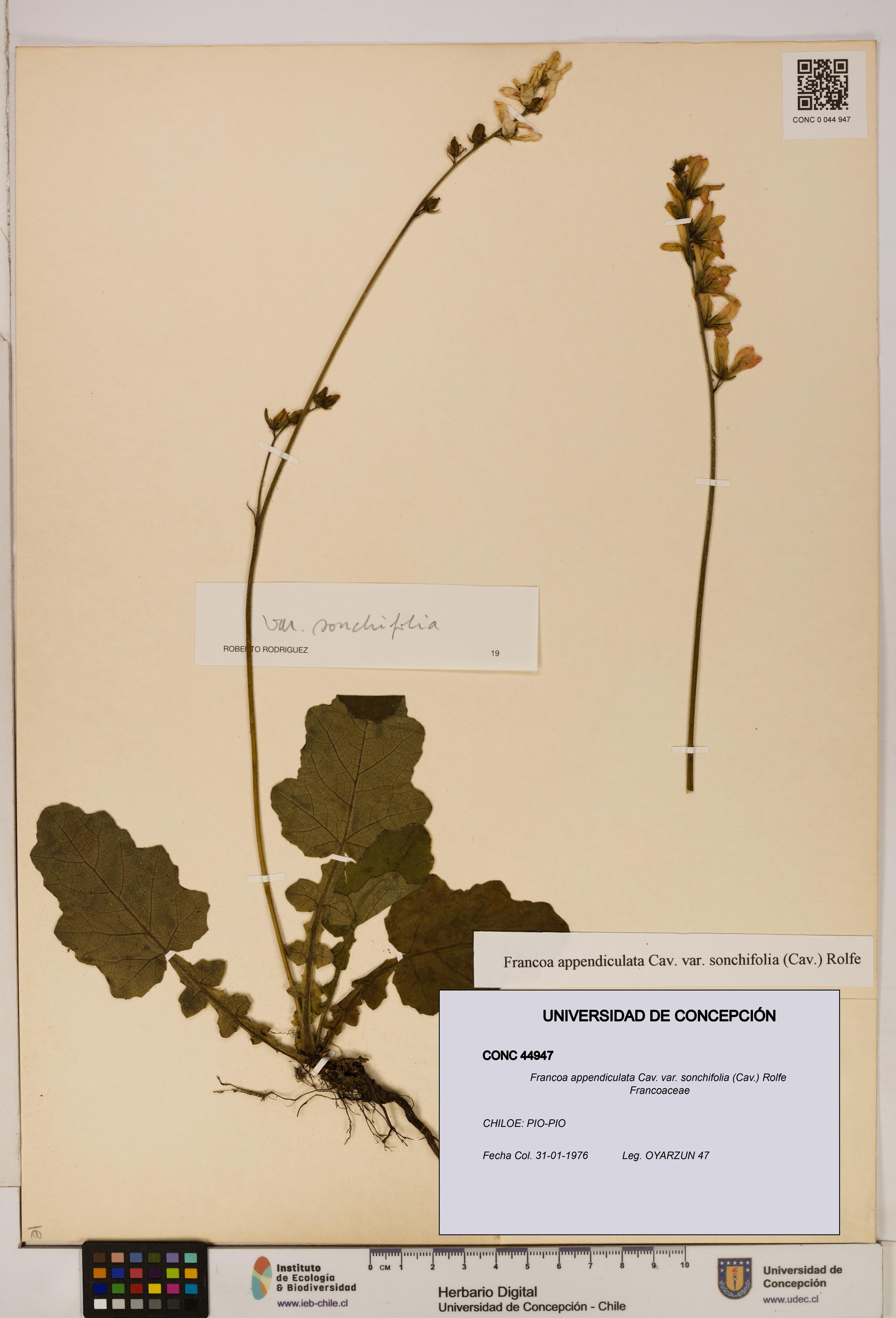 Francoa appendiculata [Espécimen: ]