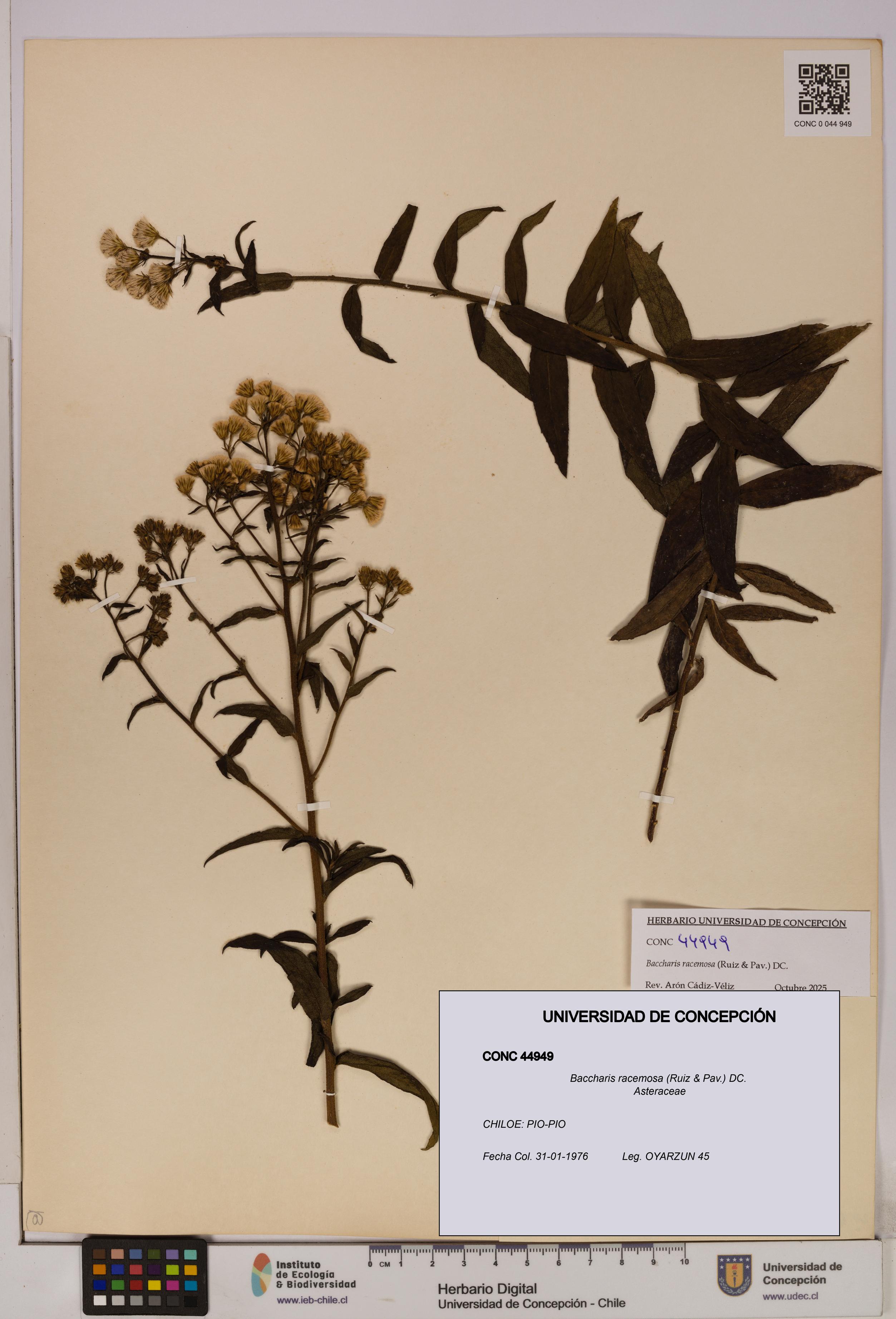 Baccharis racemosa [Espécimen: UDEC:CONC:0044949]