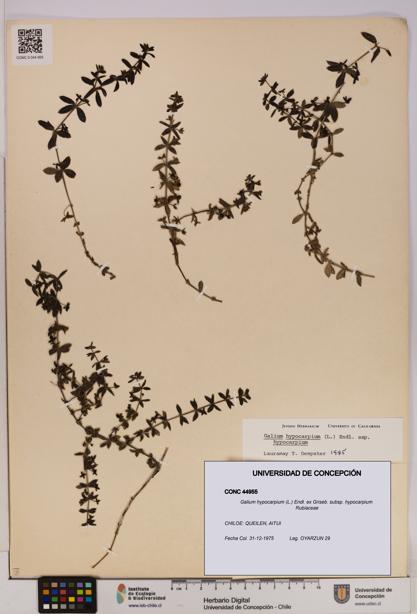 Galium hypocarpium subsp. hypocarpium [Espécimen: UDEC:CONC:0044955]