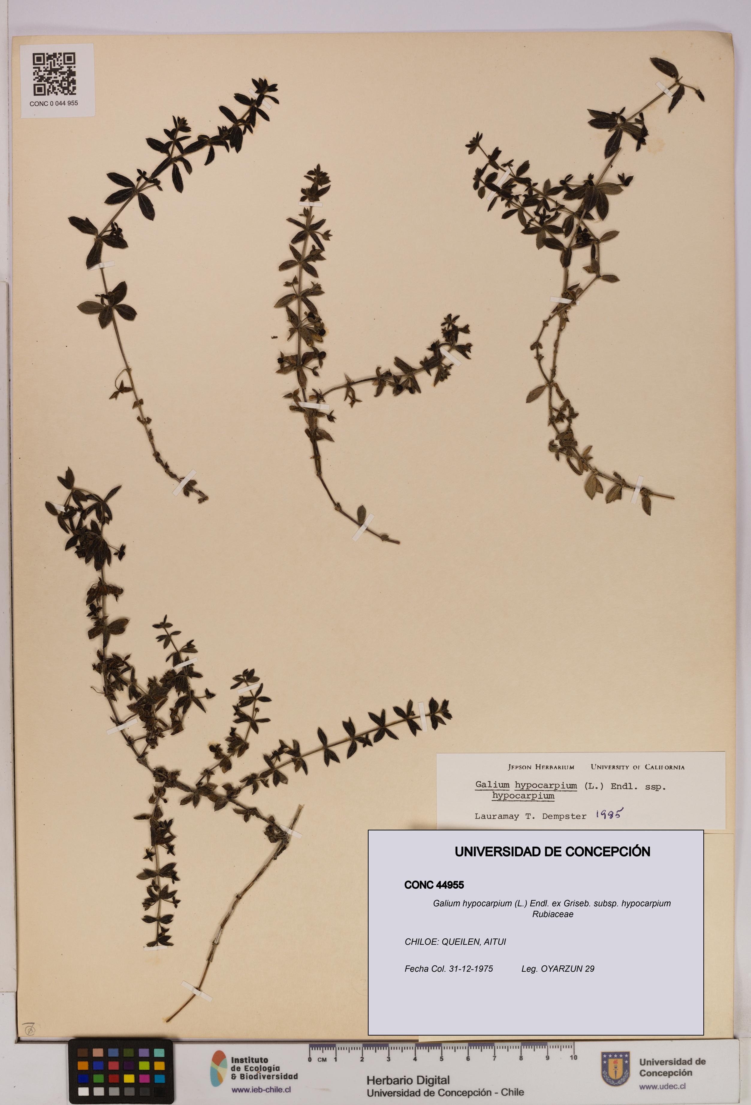 Galium hypocarpium subsp. hypocarpium [Espécimen: UDEC:CONC:0044955]