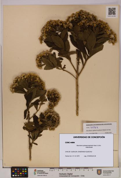 Baccharis sphaerocephala [Espécimen: UDEC:CONC:0044964]