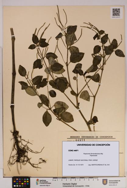 Peperomia fernandeziana [Espécimen: UDEC:CONC:0044971]