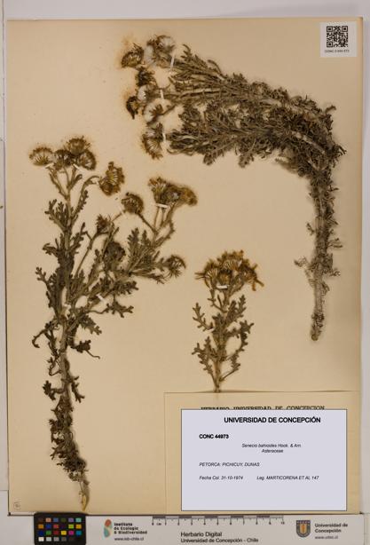 Senecio bahioides [Espécimen: UDEC:CONC:0044973]