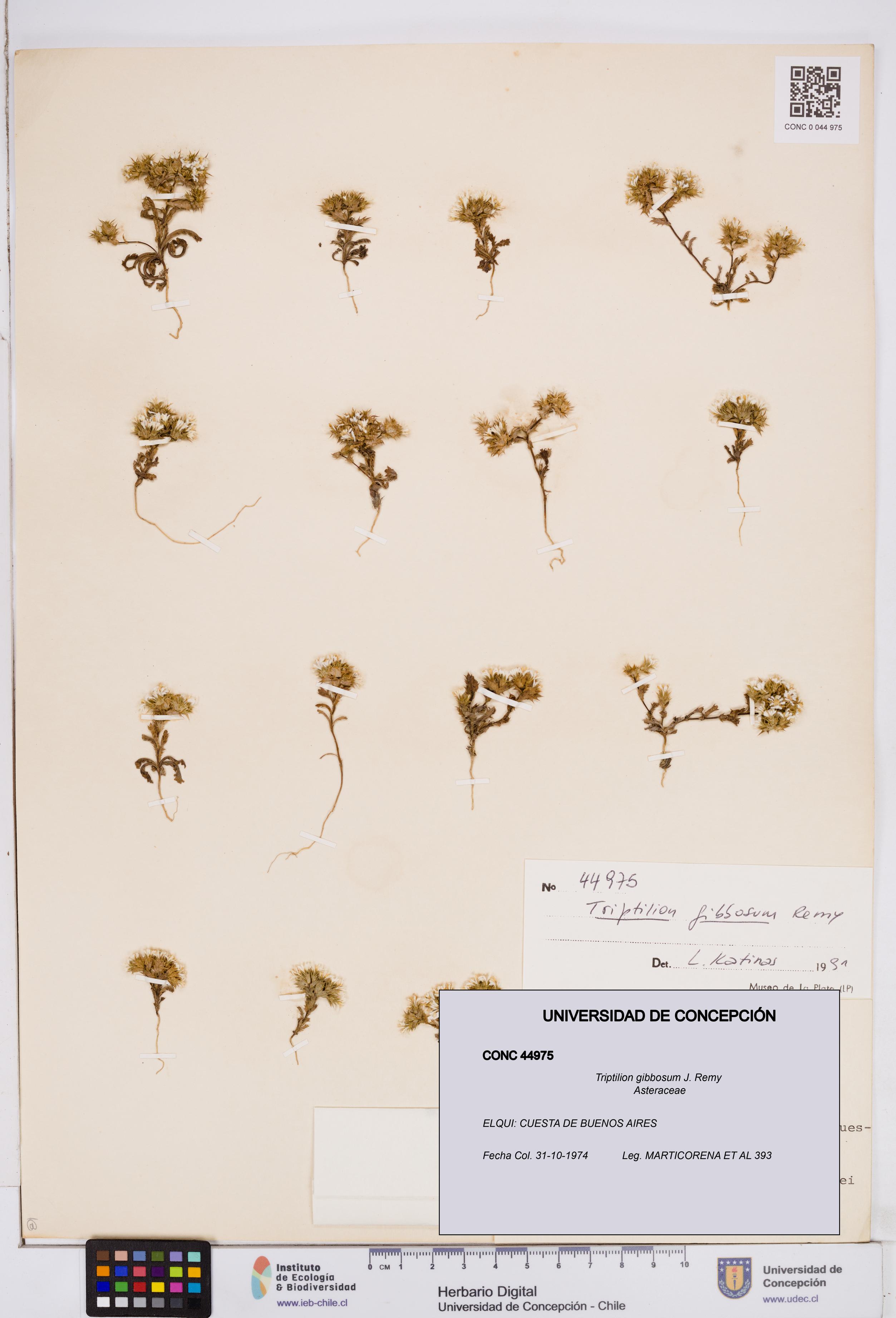 Triptilion gibbosum [Espécimen: ]