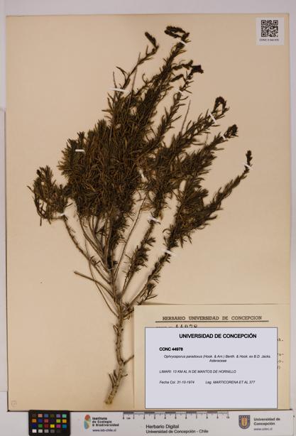 Ophryosporus paradoxus [Espécimen: UDEC:CONC:0044978]