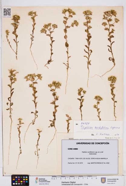 Triptilion cordifolium [Espécimen: ]