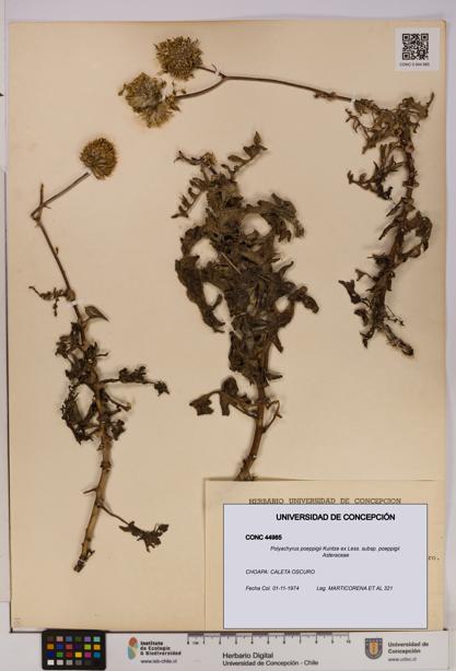 Polyachyrus poeppigii [Espécimen: UDEC:CONC:0044985]