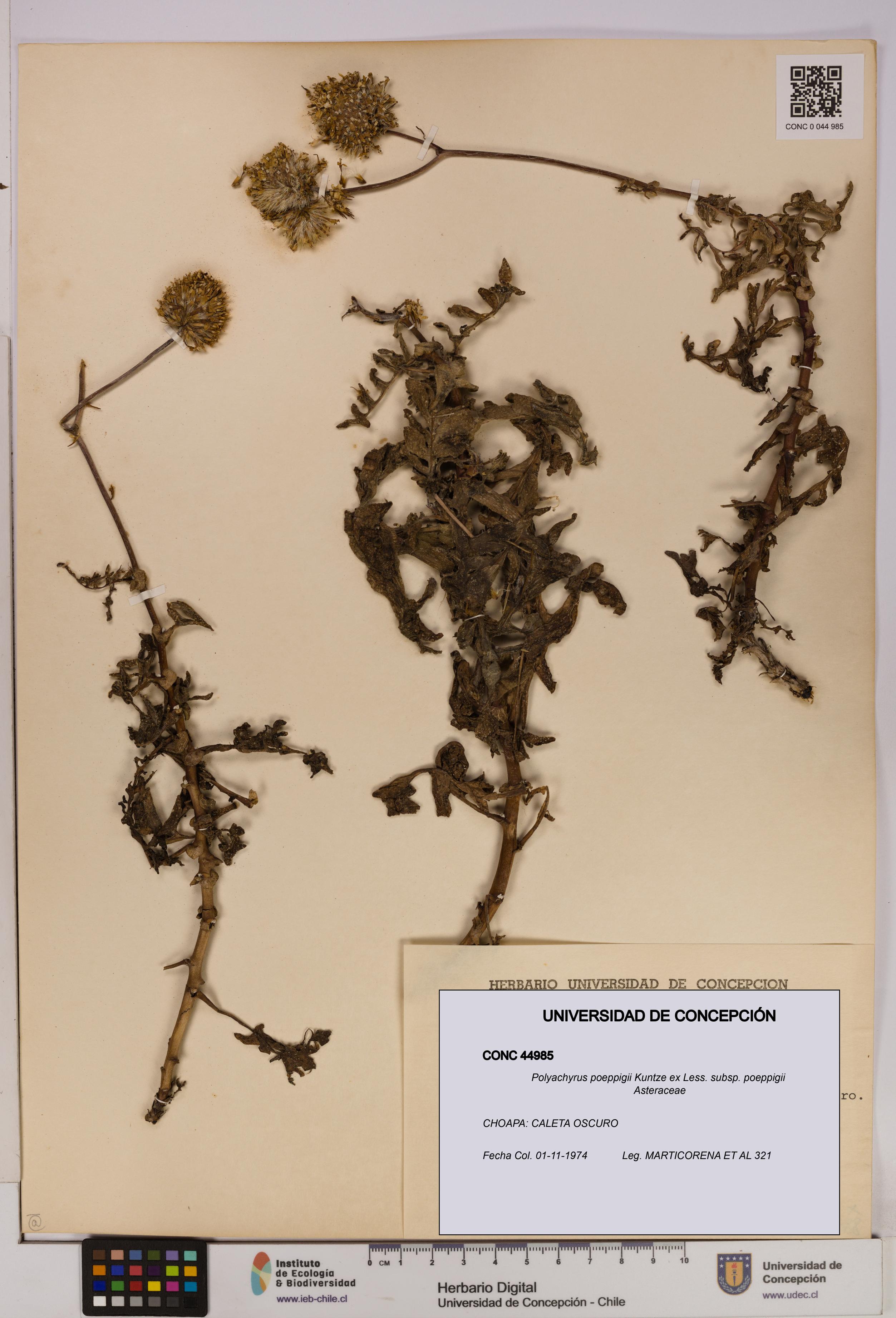 Polyachyrus poeppigii [Espécimen: UDEC:CONC:0044985]