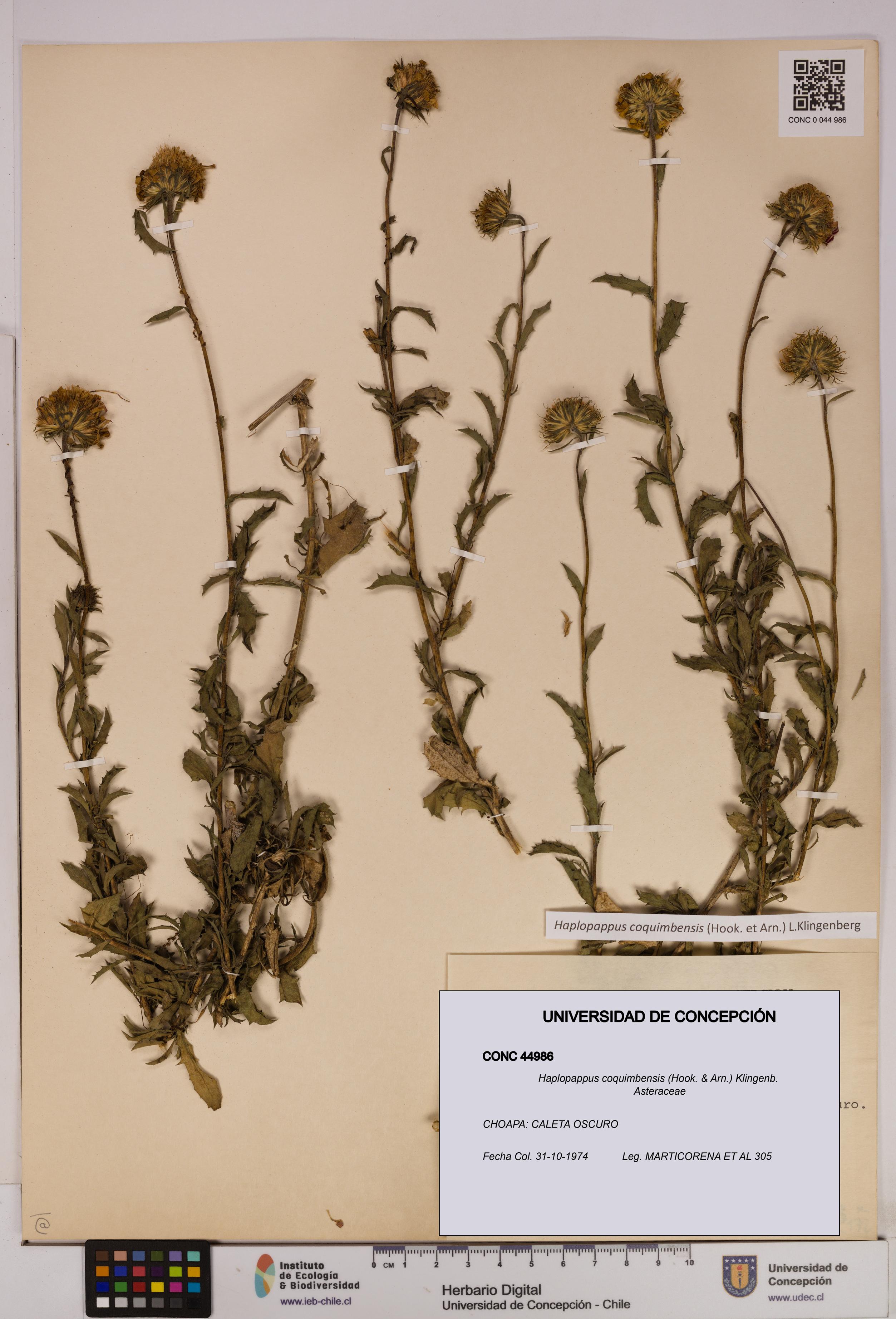 Haplopappus coquimbensis [Espécimen: UDEC:CONC:0044986]
