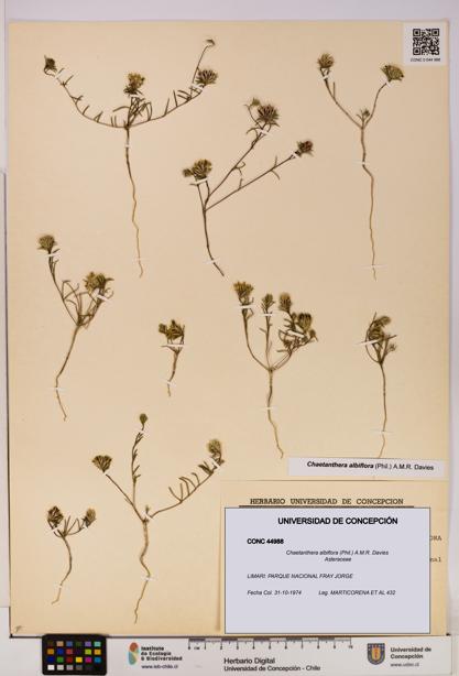 Chaetanthera albiflora [Espécimen: UDEC:CONC:0044988]