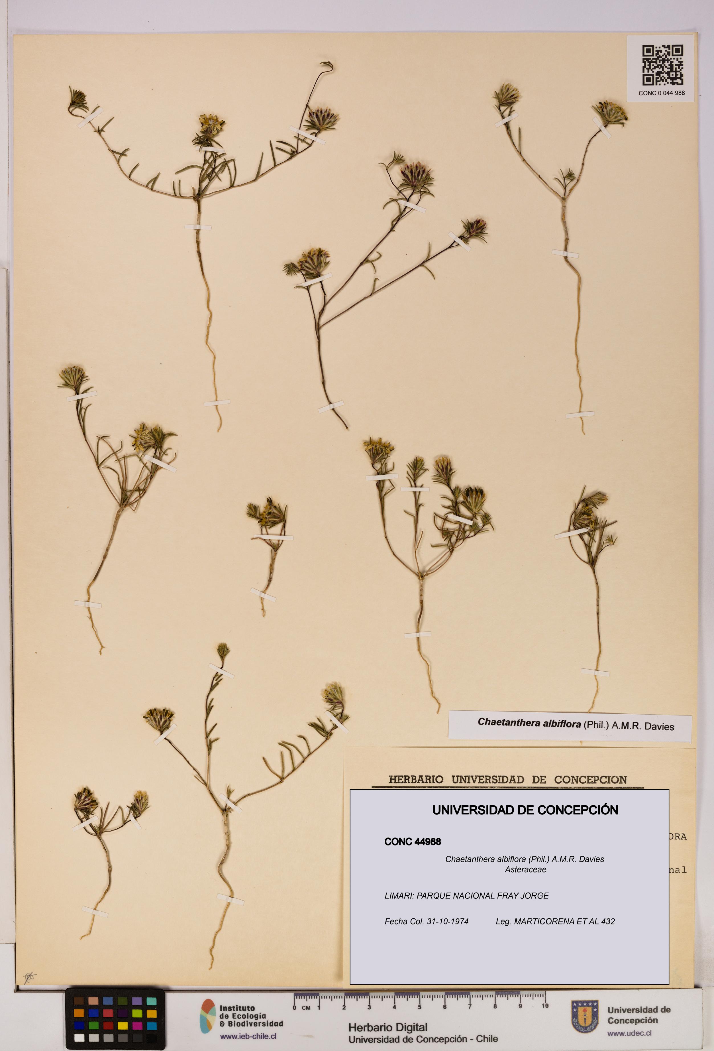 Chaetanthera albiflora [Espécimen: UDEC:CONC:0044988]