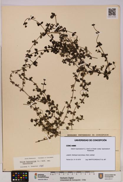 Galium hypocarpium subsp. hypocarpium [Espécimen: UDEC:CONC:0044990]