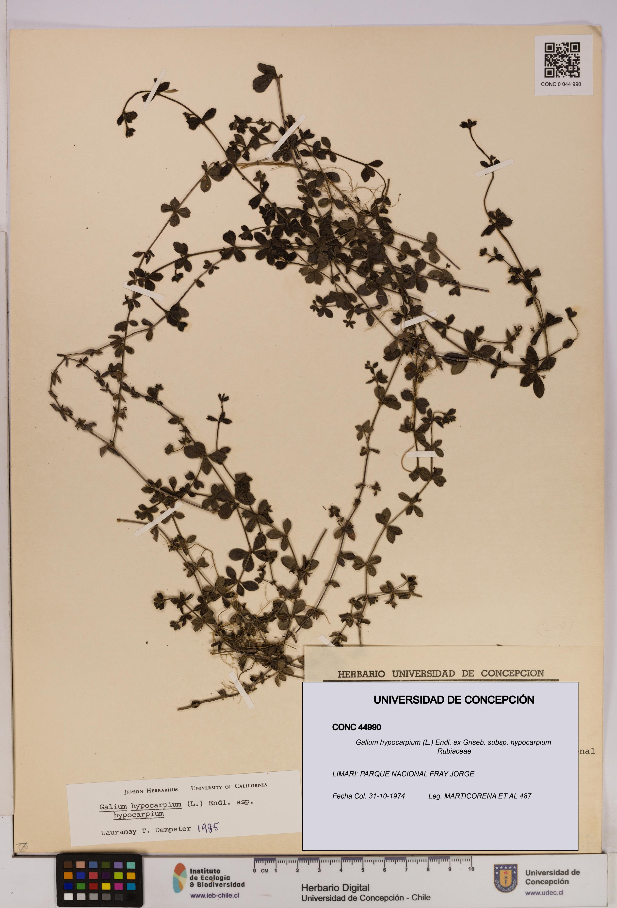 Galium hypocarpium subsp. hypocarpium [Espécimen: UDEC:CONC:0044990]