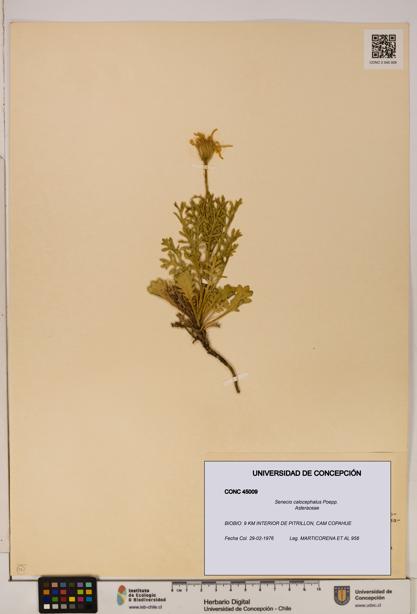Senecio calocephalus [Espécimen: UDEC:CONC:0045009]