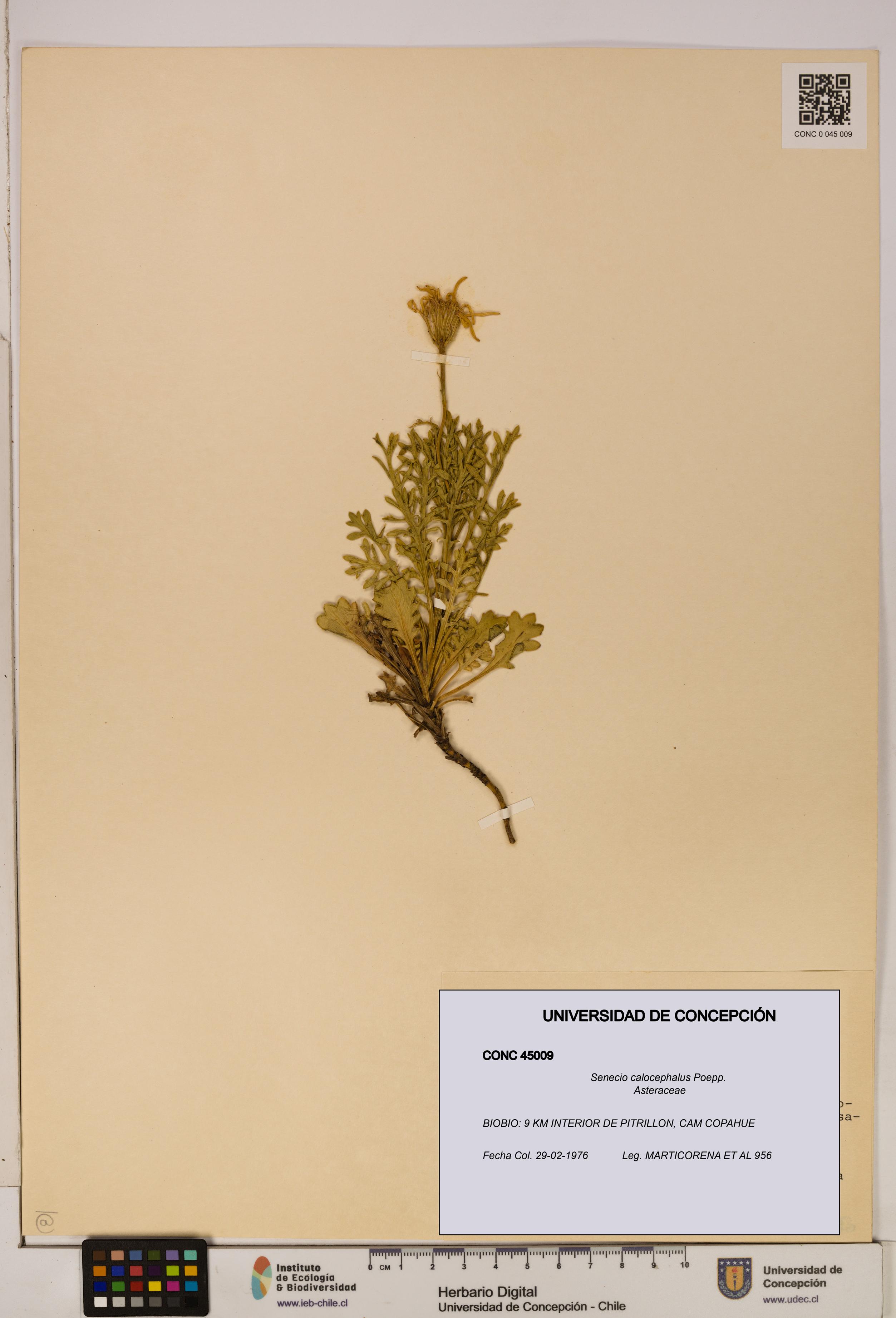 Senecio calocephalus [Espécimen: UDEC:CONC:0045009]