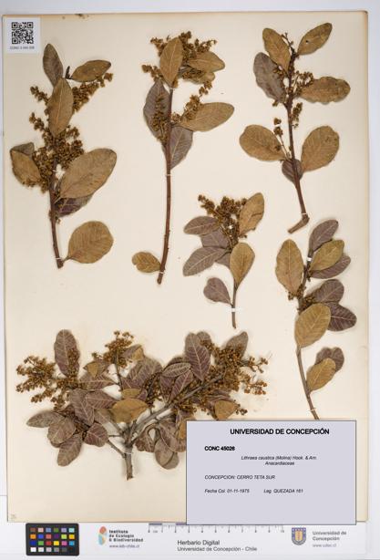 Lithraea caustica [Espécimen: UDEC:CONC:0045026]