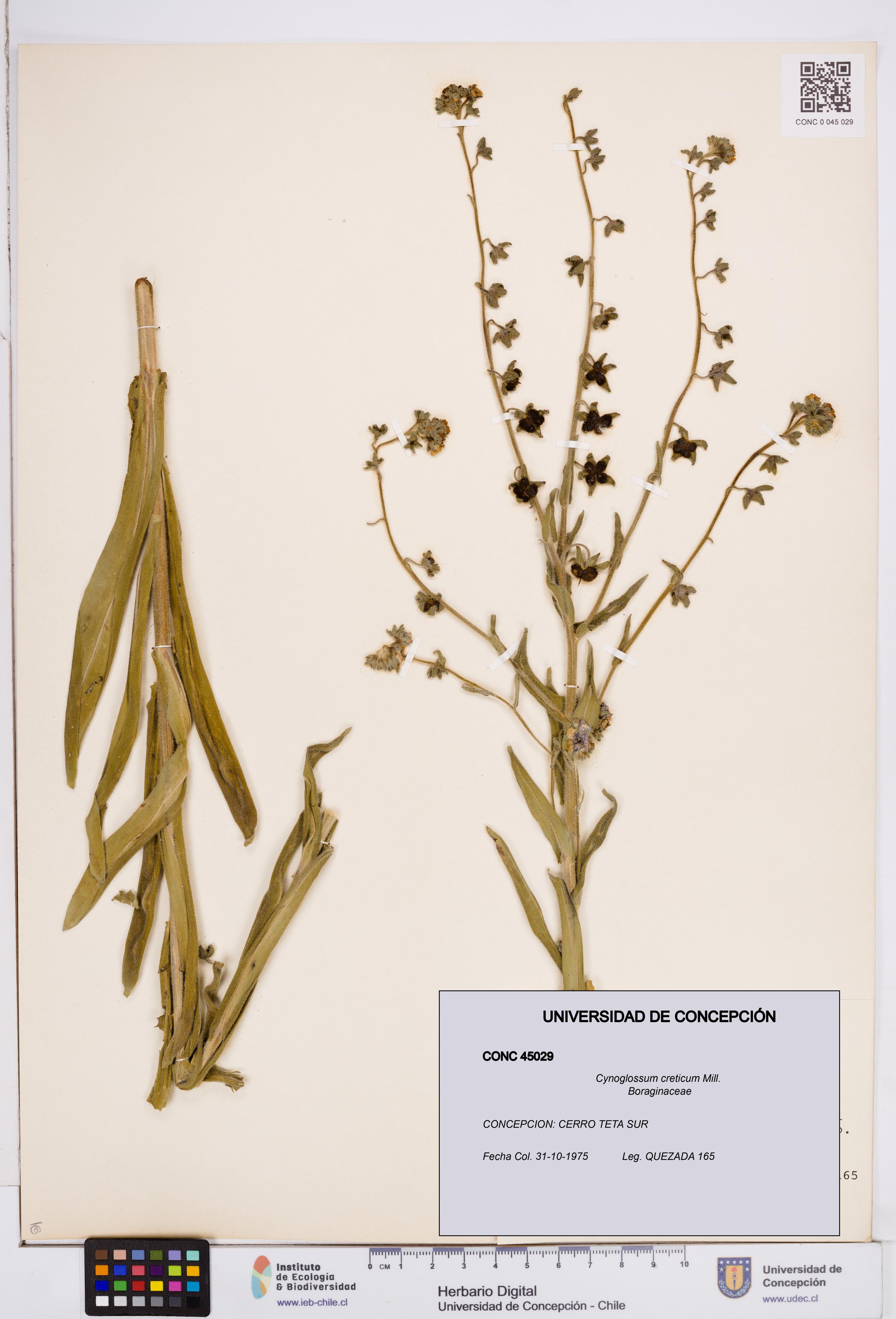 Cynoglossum creticum [Espécimen: ]