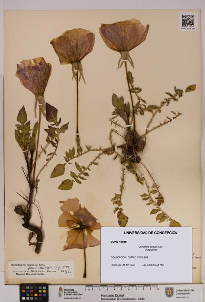 Oenothera acaulis [Espécimen: UDEC:CONC:0045036]