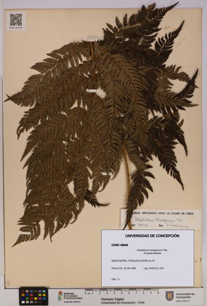 Polystichum tetragonum [Espécimen: UDEC:CONC:0045048]
