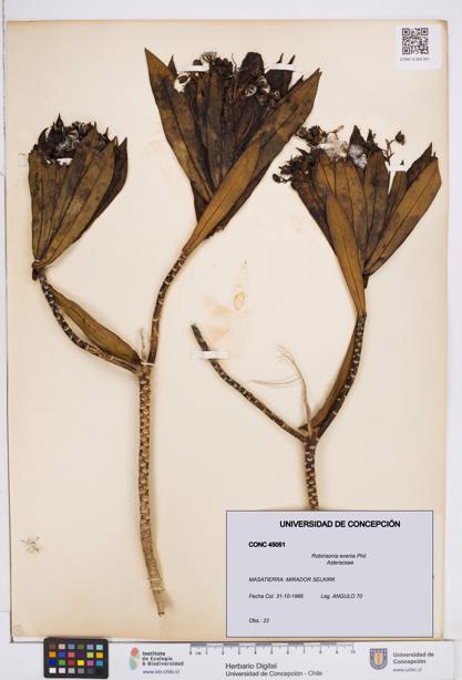 Robinsonia evenia [Espécimen: ]