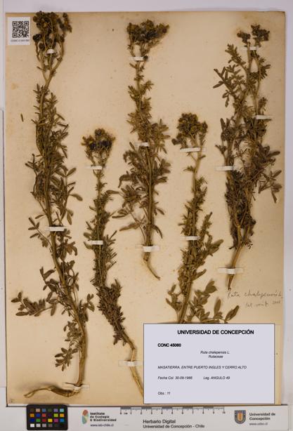 Ruta chalepensis [Espécimen: UDEC:CONC:0045060]