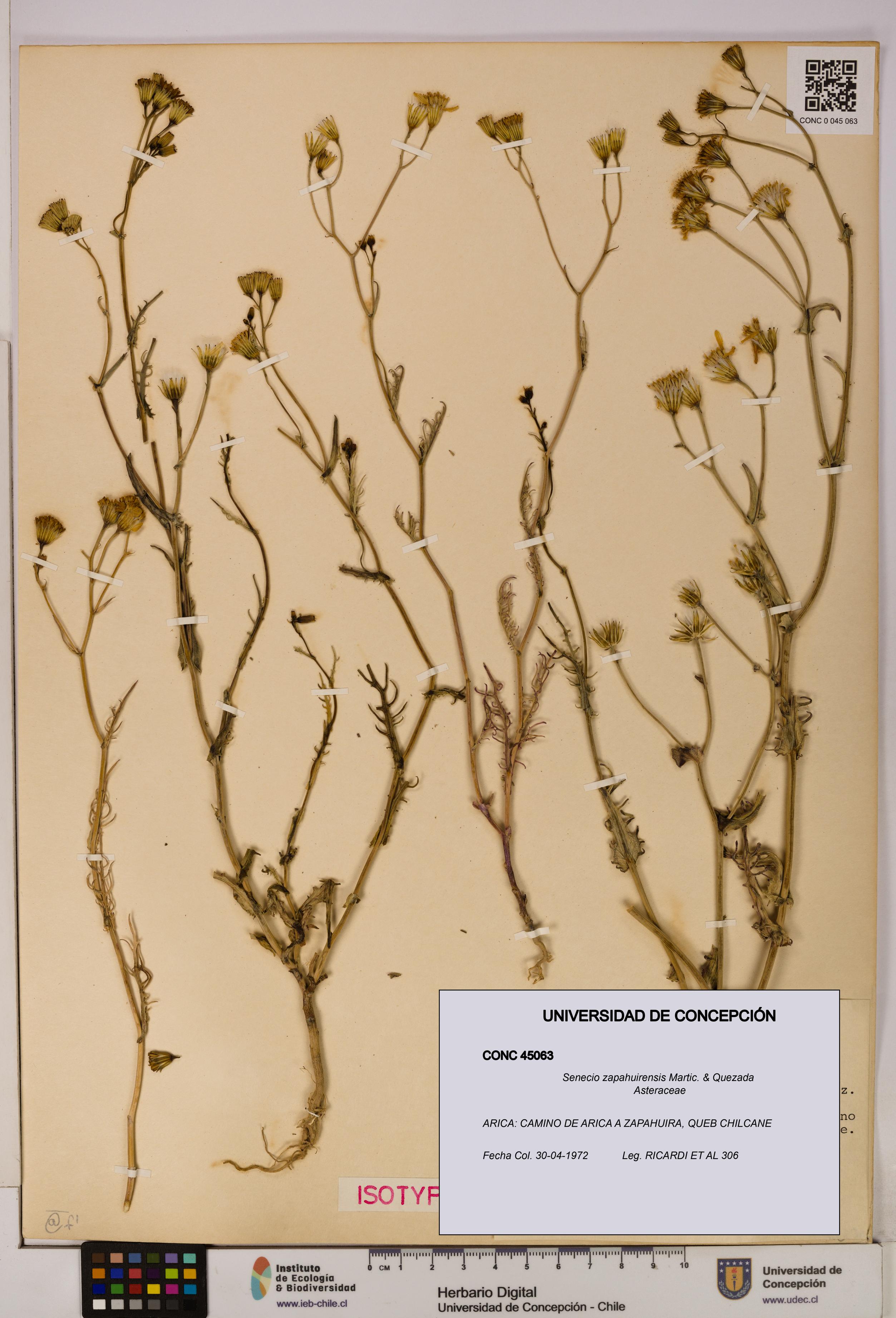 Senecio zapahuirensis [Espécimen: UDEC:CONC:0045063]