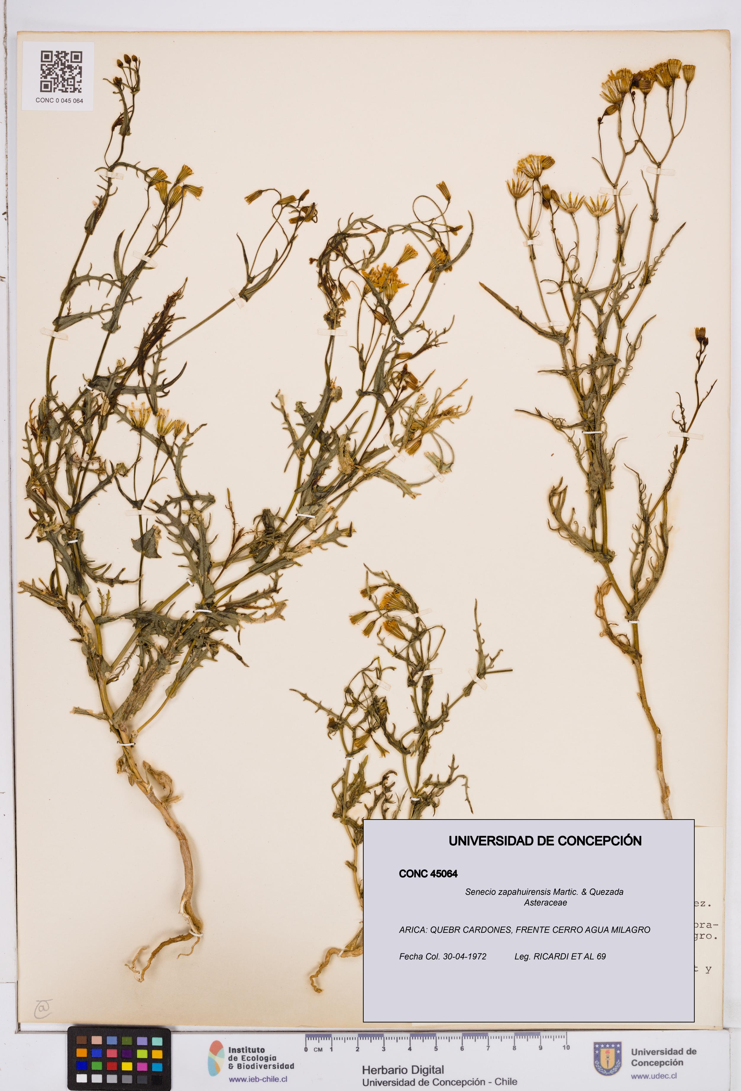 Senecio zapahuirensis [Espécimen: ]