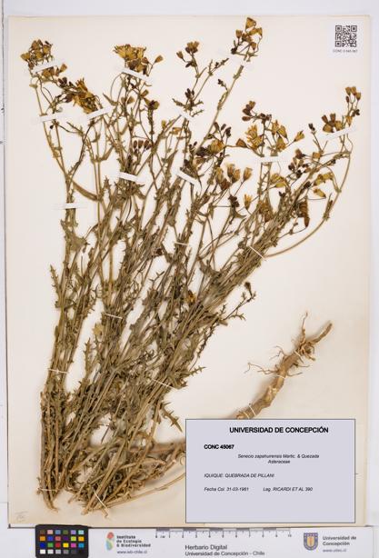 Senecio zapahuirensis [Espécimen: ]