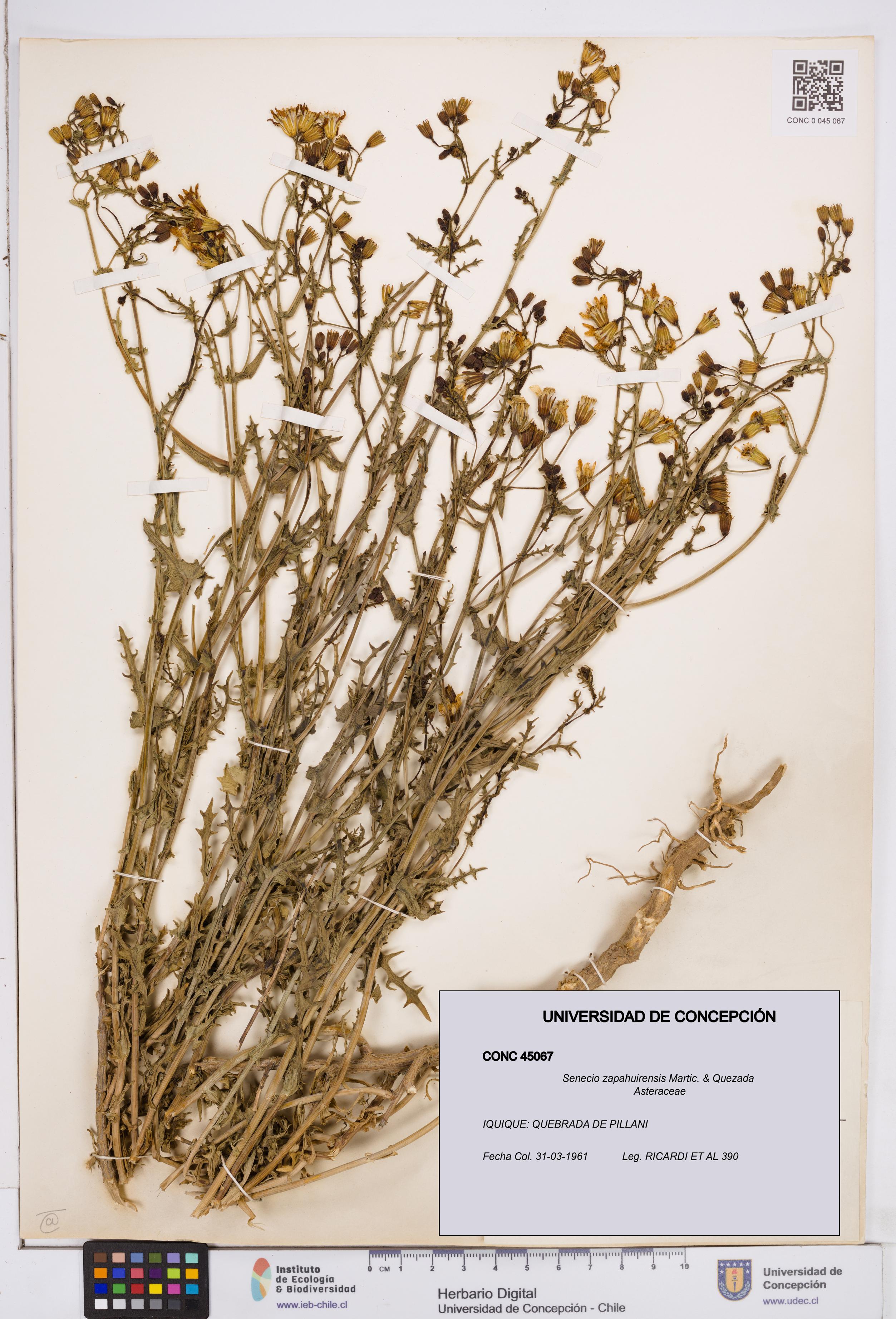 Senecio zapahuirensis [Espécimen: ]