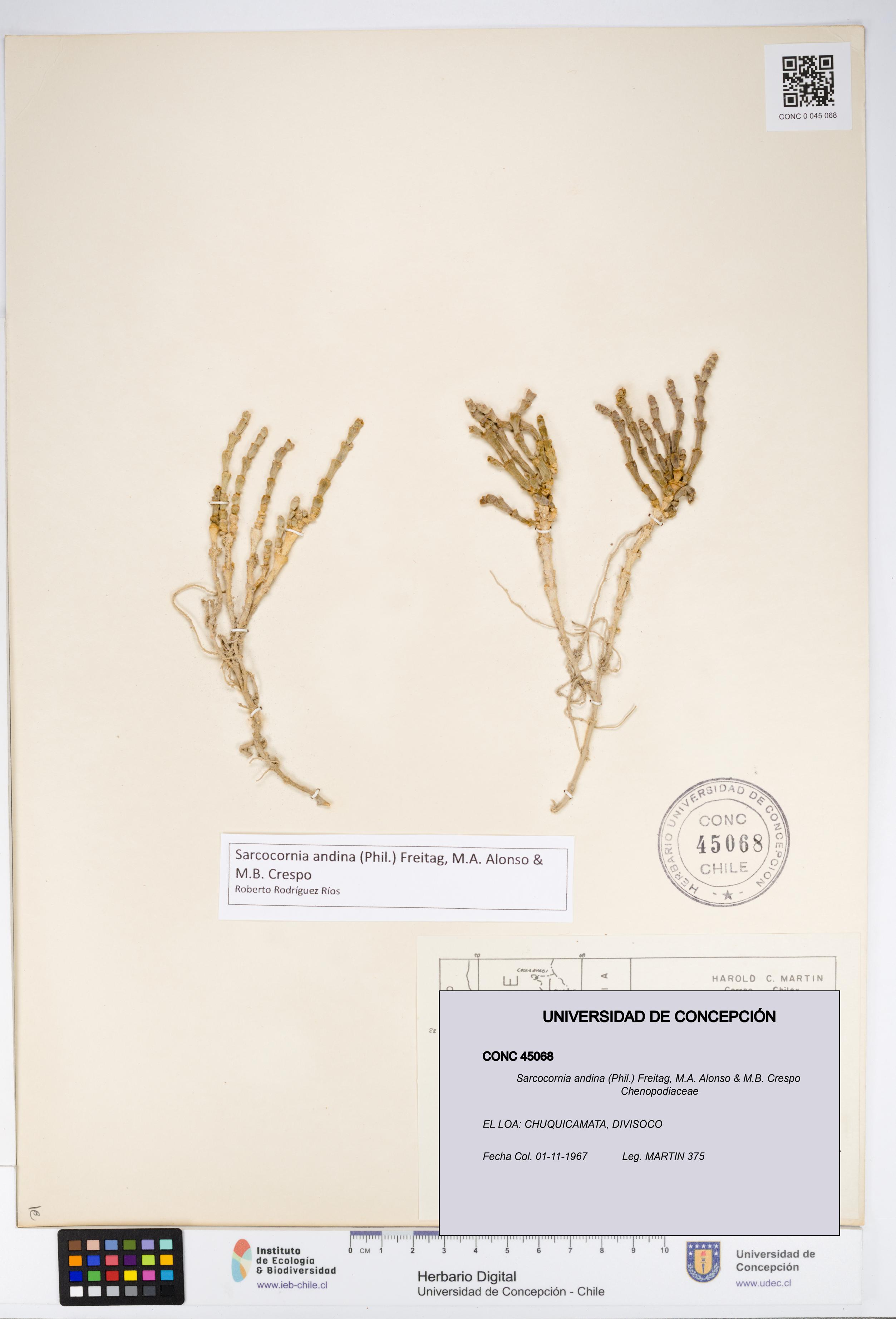 Sarcocornia andina [Espécimen: UDEC:CONC:0045068]