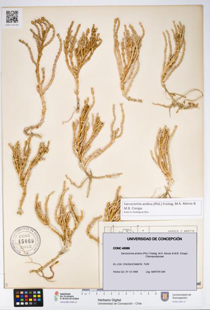 Sarcocornia andina [Espécimen: UDEC:CONC:0045069]