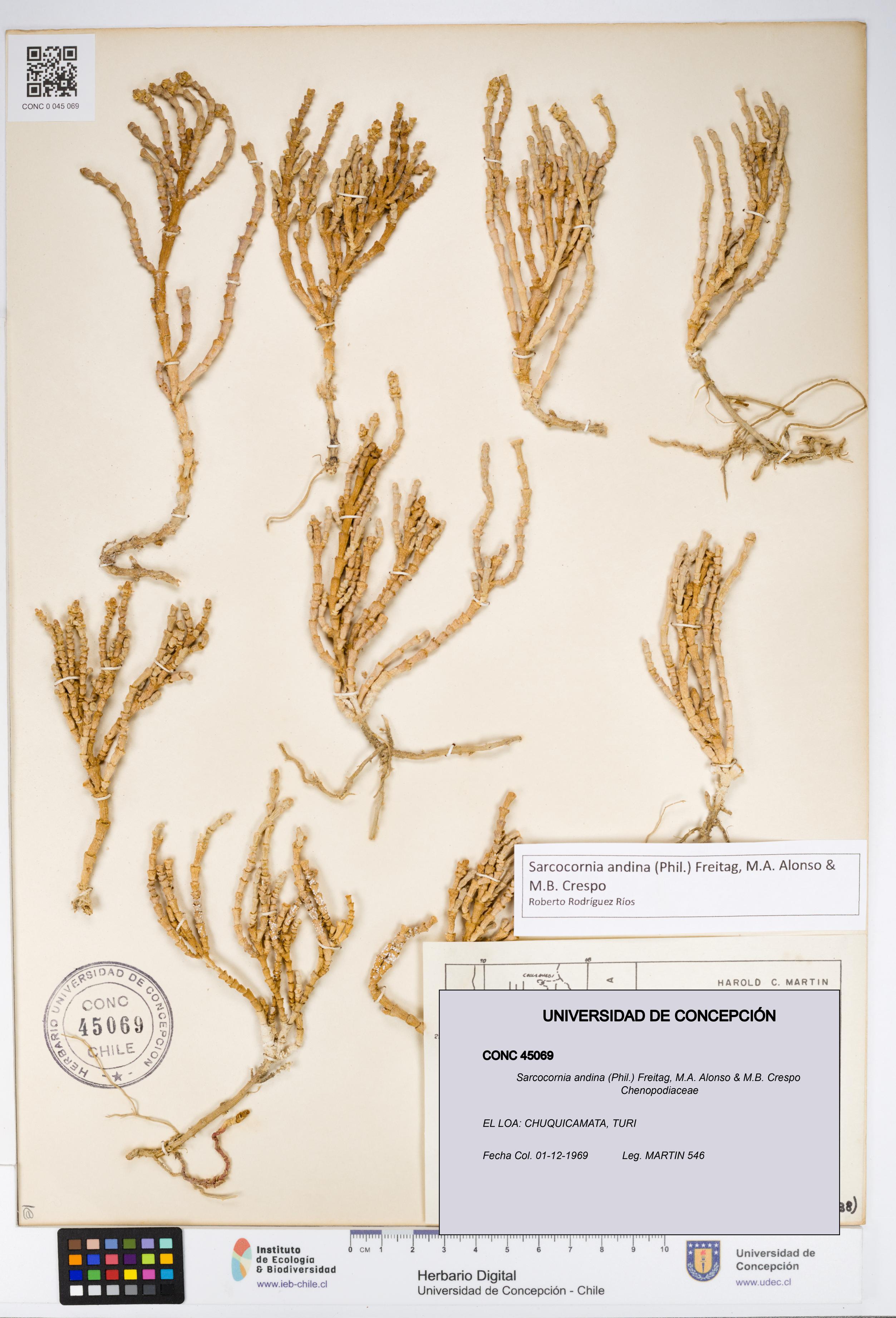 Sarcocornia andina [Espécimen: UDEC:CONC:0045069]