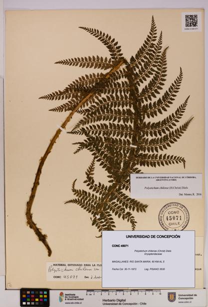 Polystichum chilense [Espécimen: UDEC:CONC:0045071]