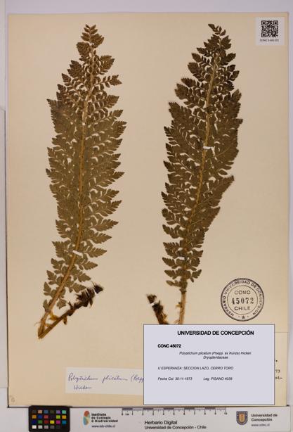 Polystichum plicatum [Espécimen: UDEC:CONC:0045072]