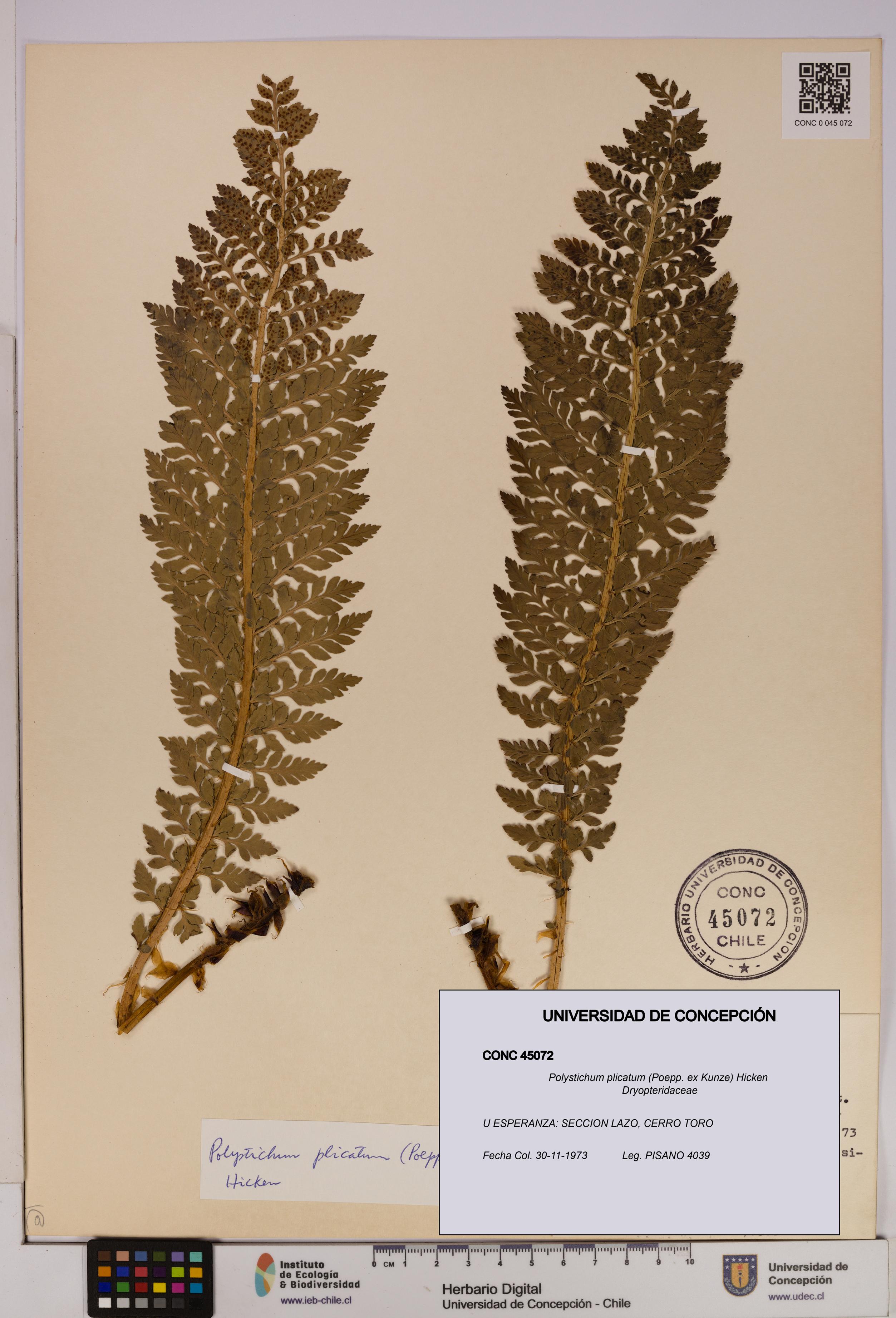 Polystichum plicatum [Espécimen: UDEC:CONC:0045072]