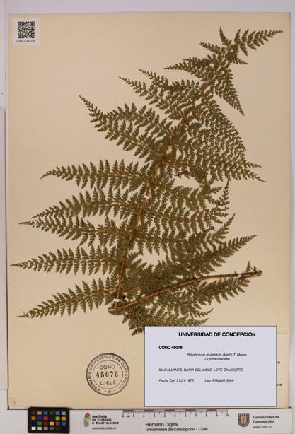 Polystichum multifidum [Espécimen: UDEC:CONC:0045076]