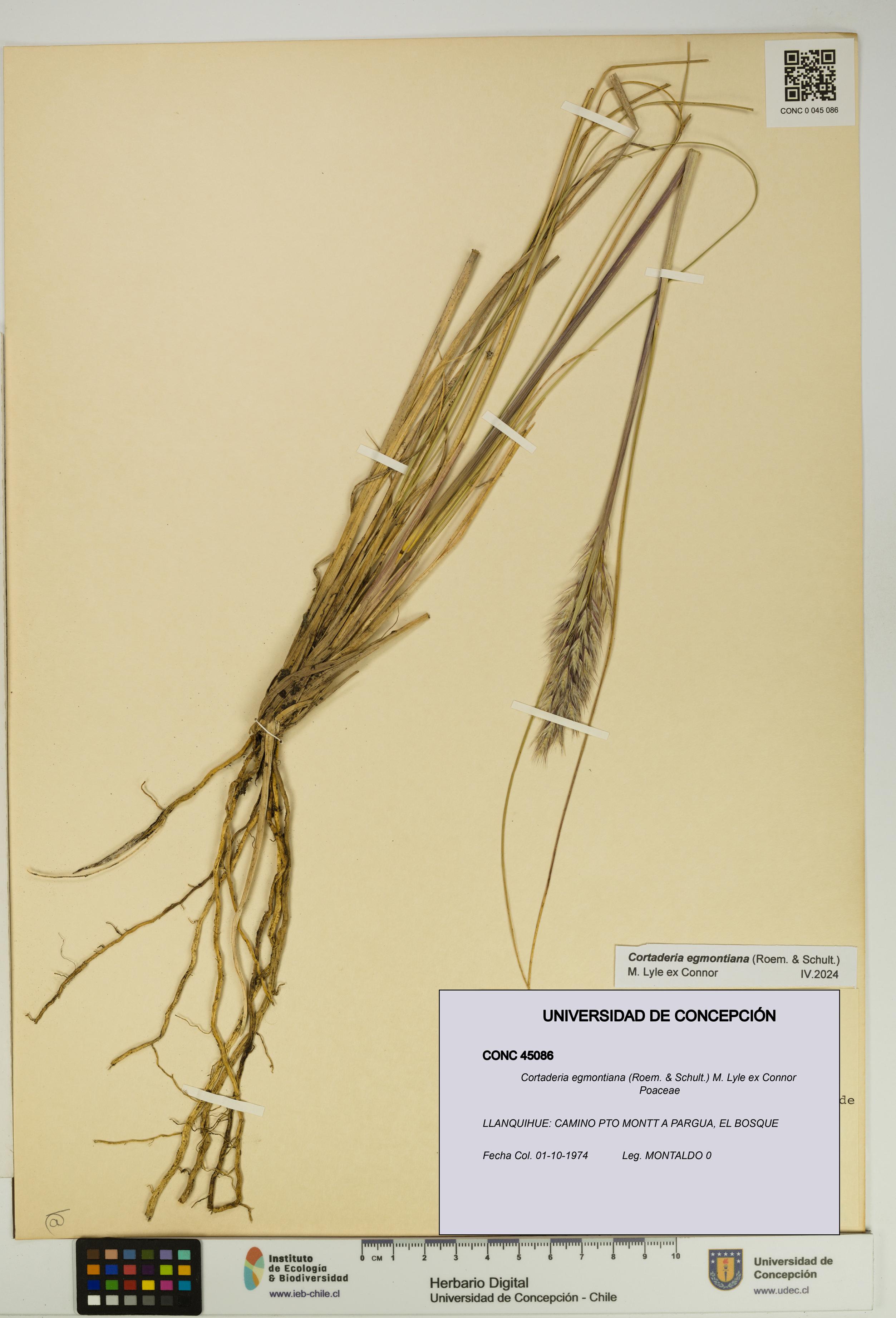 Cortaderia egmontiana [Espécimen: UDEC:CONC:0045086]