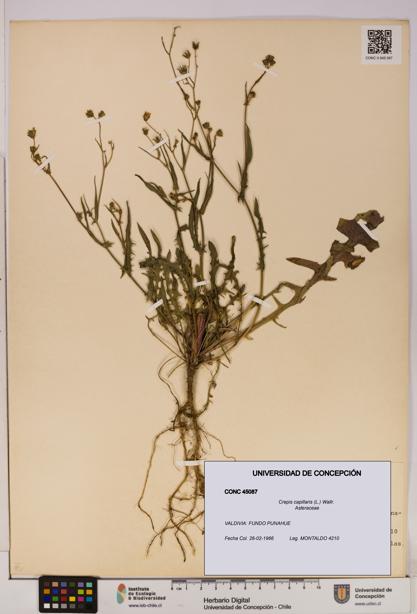 Crepis capillaris [Espécimen: UDEC:CONC:0045087]
