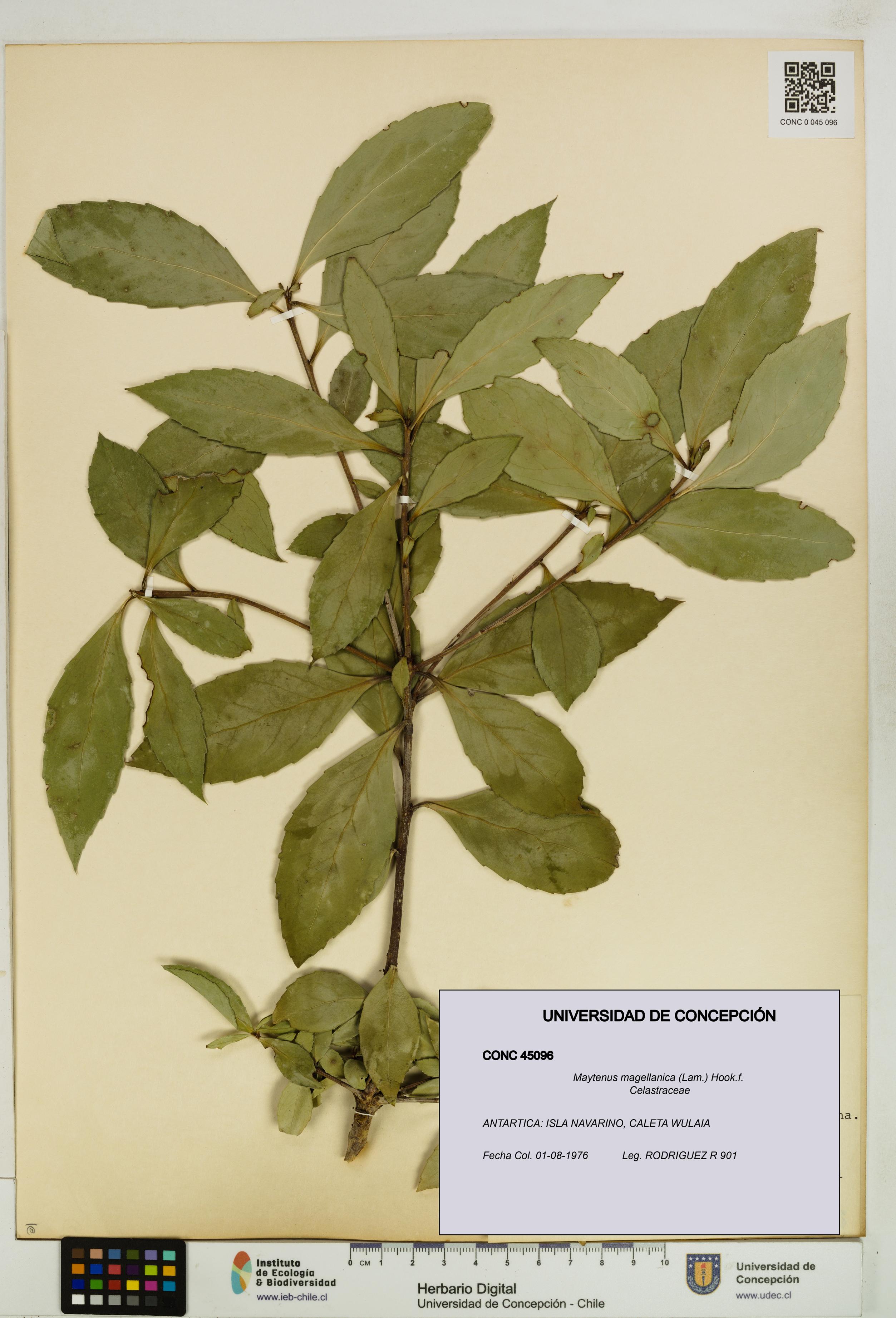 Maytenus magellanica [Espécimen: UDEC:CONC:0045096]