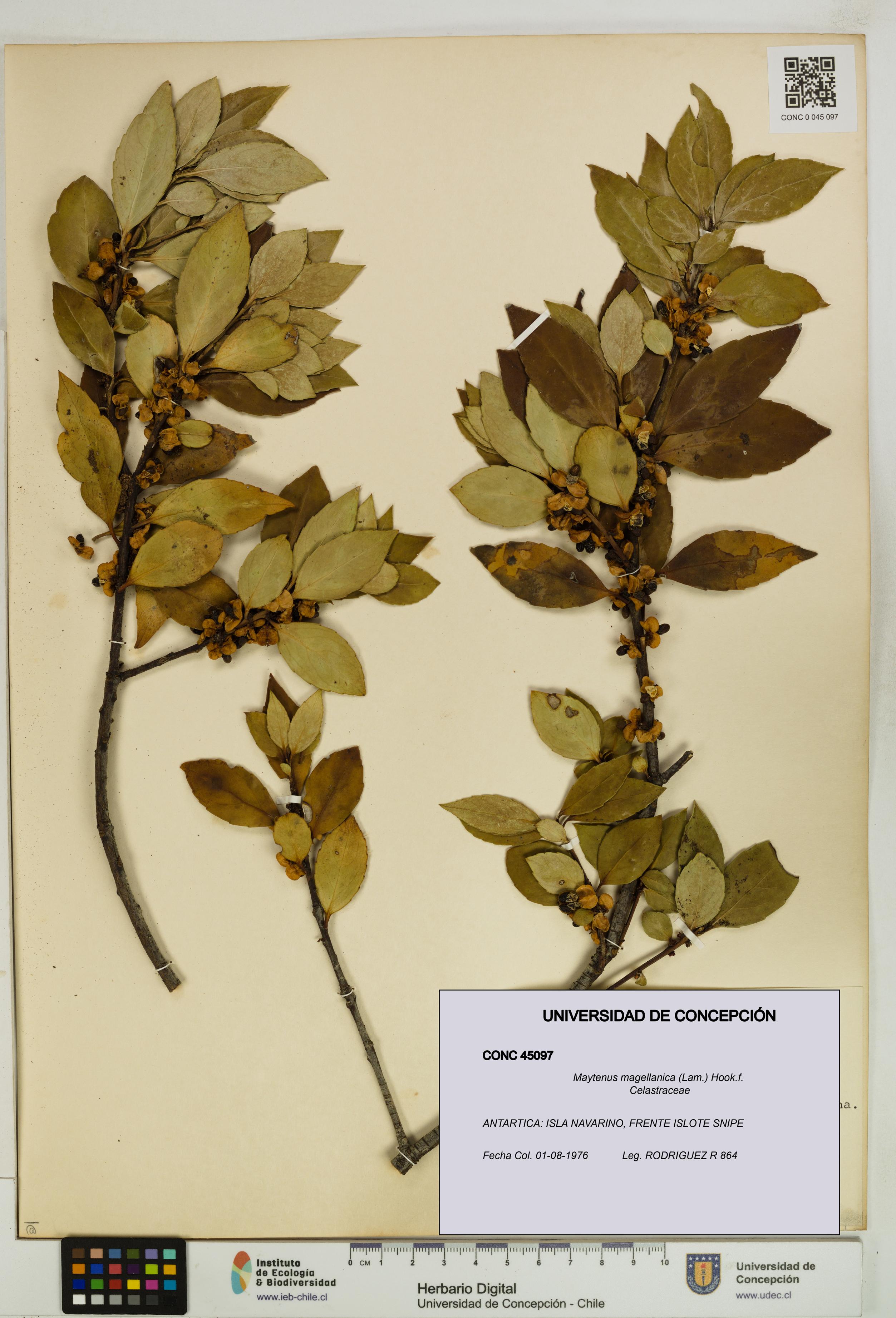 Maytenus magellanica [Espécimen: UDEC:CONC:0045097]