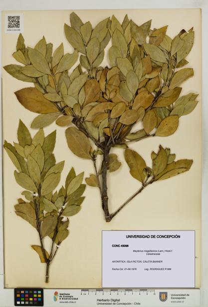 Maytenus magellanica [Espécimen: UDEC:CONC:0045098]